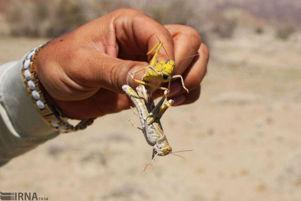 هجوم ملخ های بومی در خراسان رضوی تحت کنترل است