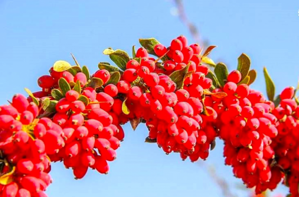 فراخوان سازمان حفظ نباتات برای تصویب آفت‌کش‌های کم‌خطر در زرشک