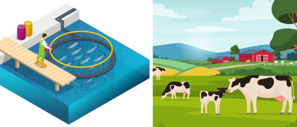 دام پروری و آبزی پروری